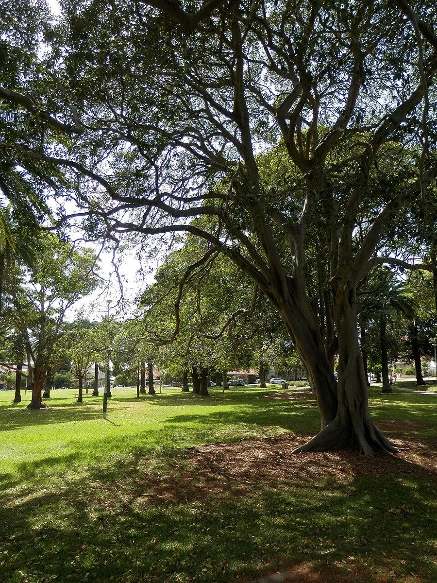 Shady trees in Ashfield Park