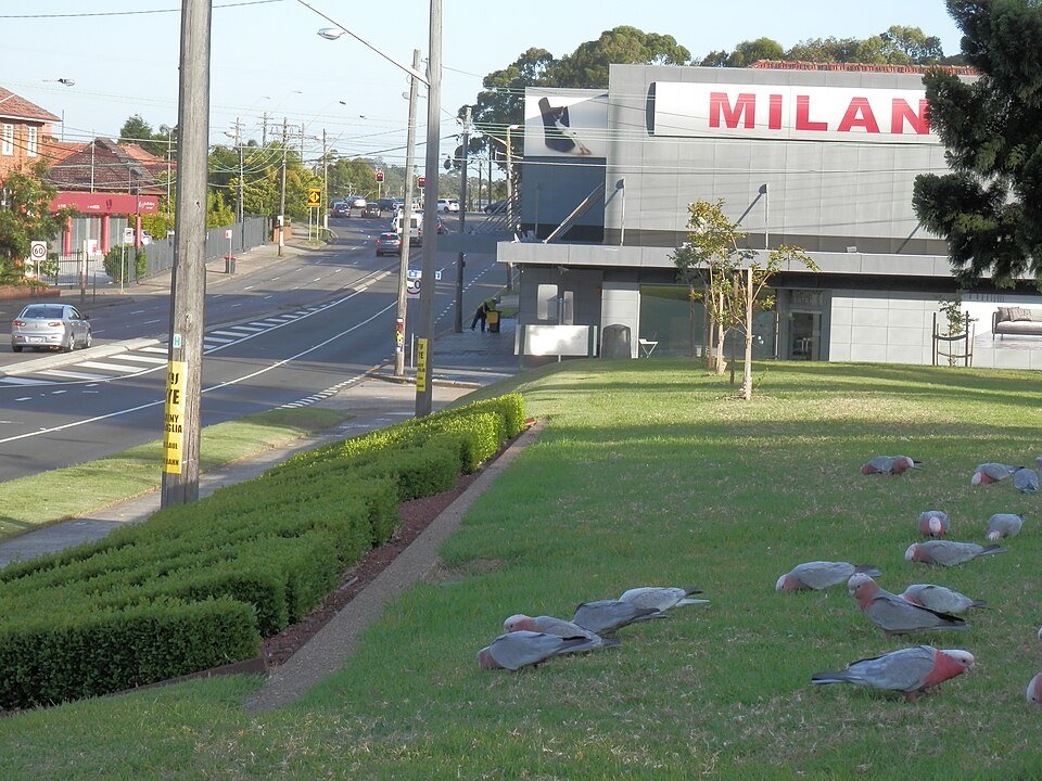 Ashfield Park from Parramatta Road