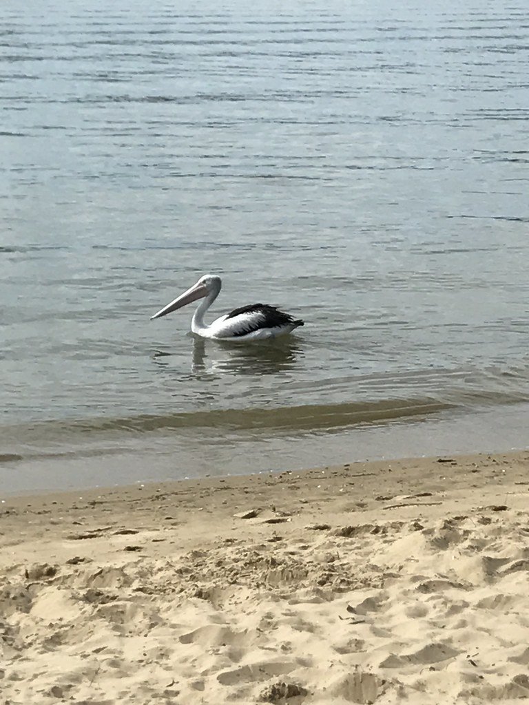 A pelican at Bayview Park