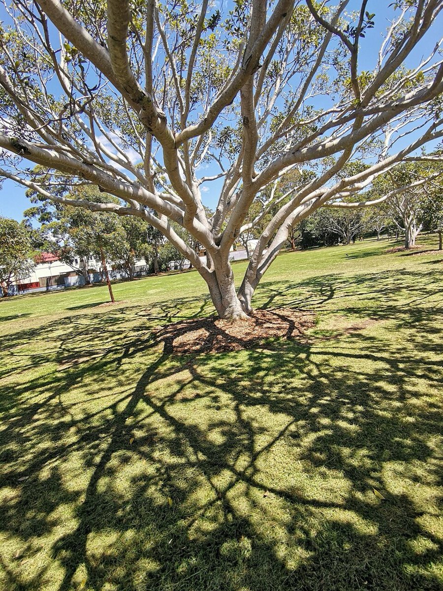 A big fig tree on the lawn at Mort Bay Park
